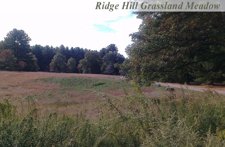 Ridge-Hill-Grassland-Meadow